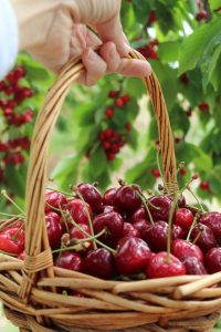 cooking with cherries